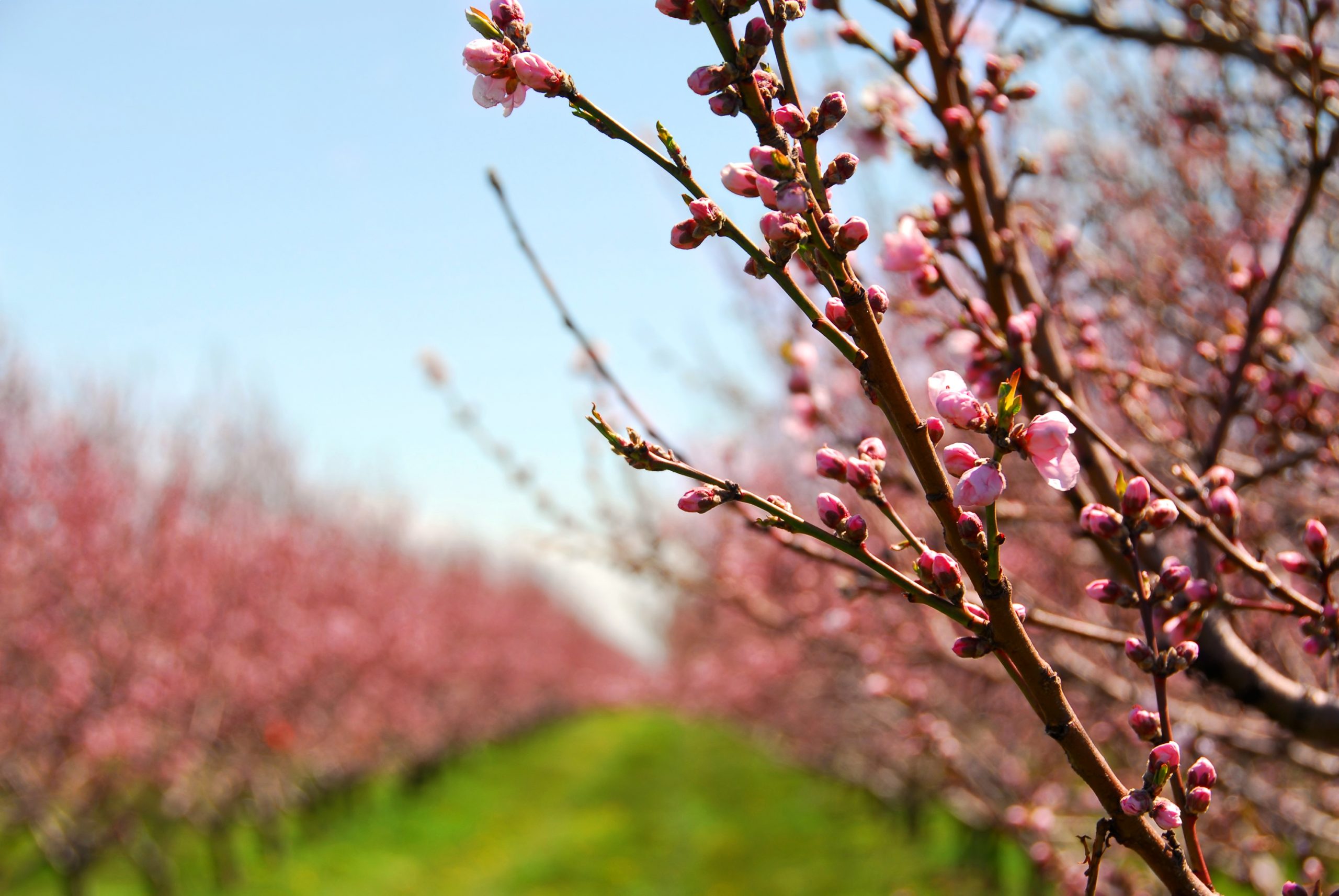 Fruit orchard